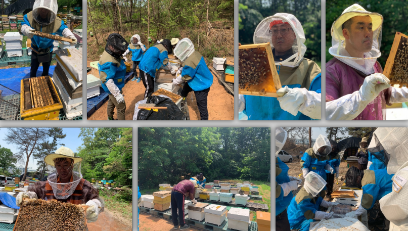 BEEGIN AGAIN honey quality and urban beekeeping information